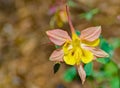 Western Crimson Red Columbine Ã¢â¬â 2